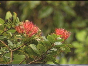 Living Jewels – The Rare Plants of Hawaiʻi