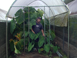 WOW Farm: The Future of Mahi ʻai