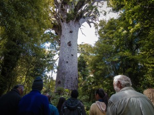 Hokianga: Māori Roots