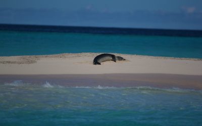 Huakaʻi Papahānaumokuākea 2012: Holoikauaua (Photos)