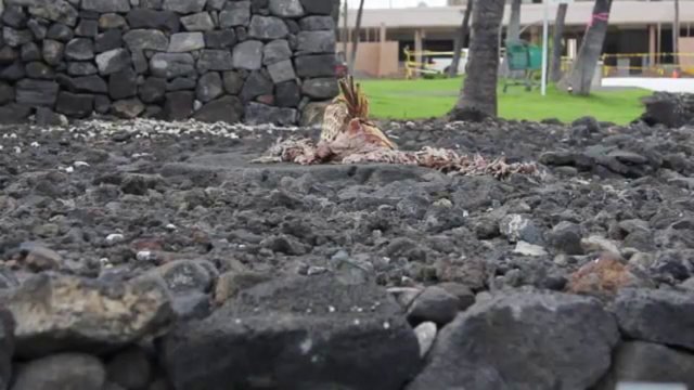 Wahi Koʻikoʻi: Kamakahonu