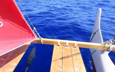 Dolphins Swim with Hōkūleʻa in Alenuihaha channel