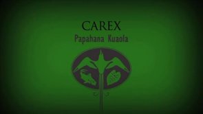 Carex – Sebastian Marquez