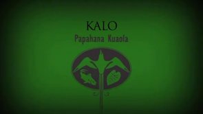 Kalo – Kealoha Domingo