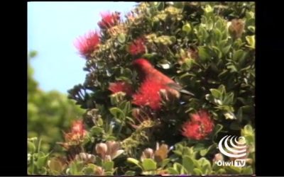 Ka Haku Hulu – The Featherworker