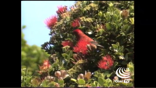 Ka Haku Hulu – The Featherworker