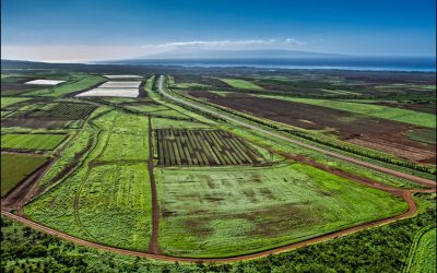 Maui Supports GMO Moratorium