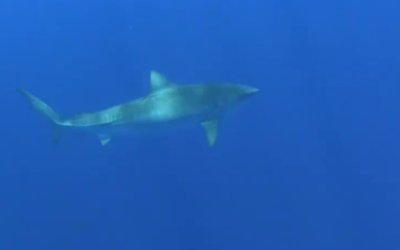 Huakaʻi Papahānaumokuākea 2012: Shark Tagging