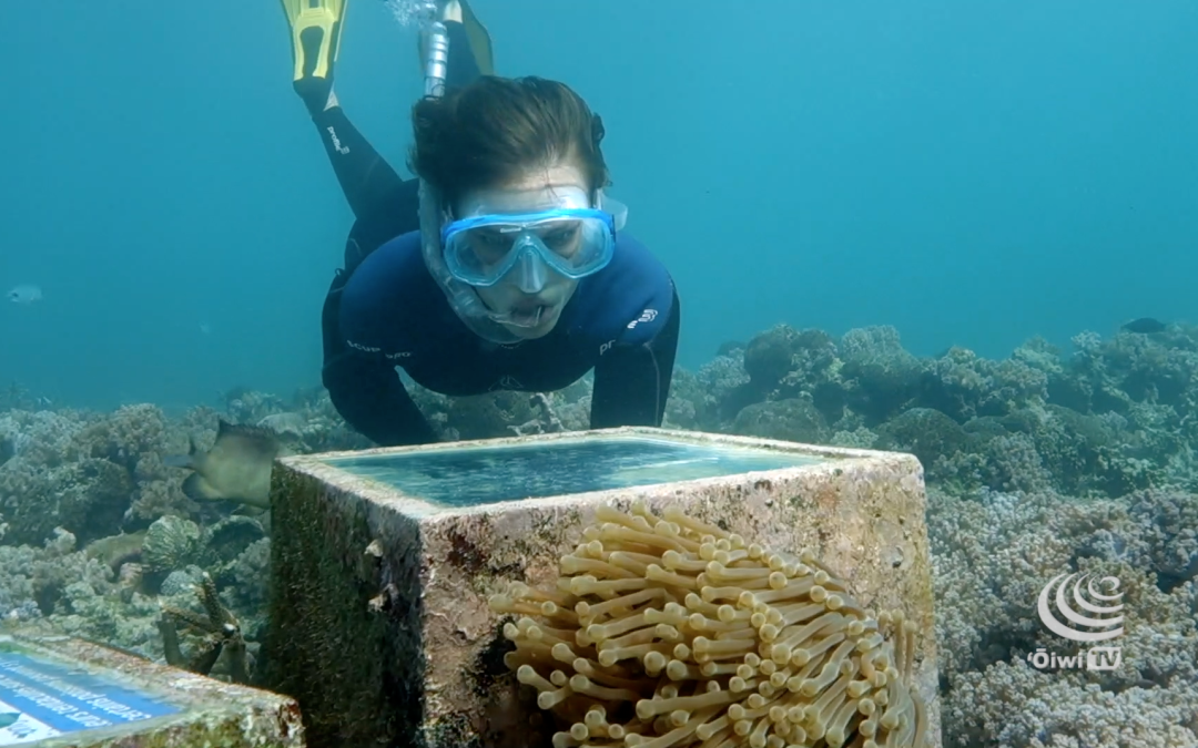 Reef Conservation Snorkeling Trails