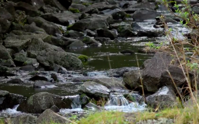 7 of 27 East Maui Streams Fully Restored