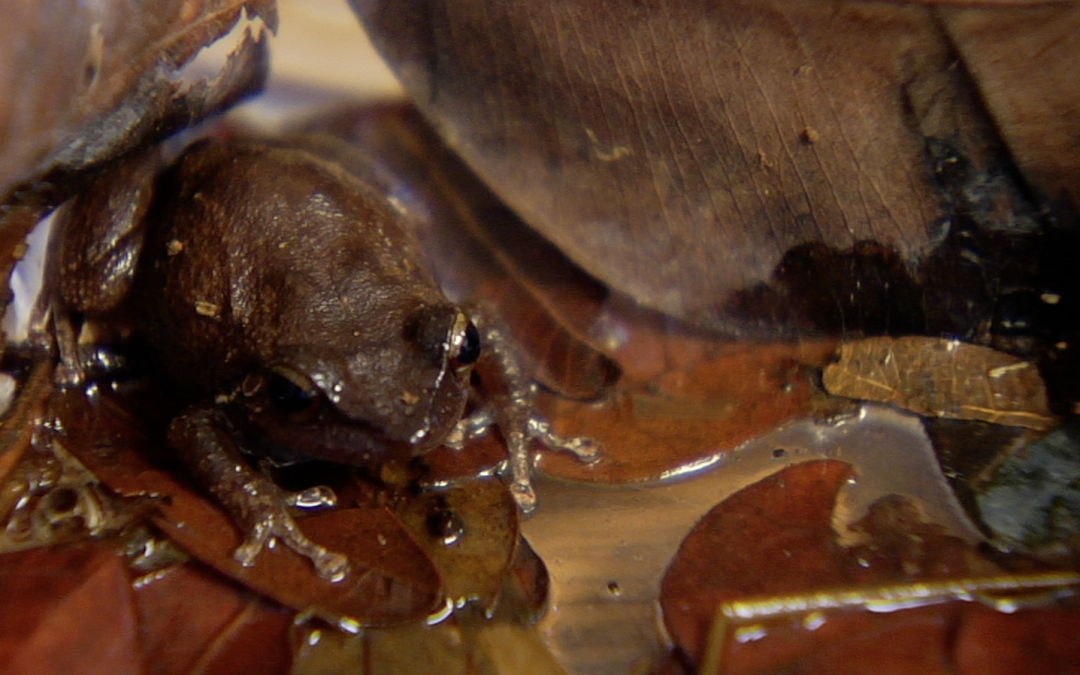 Coqui Frog Watch: Listen. Report. Protect.