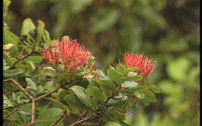 Living Jewels – The Rare Plants of Hawaiʻi