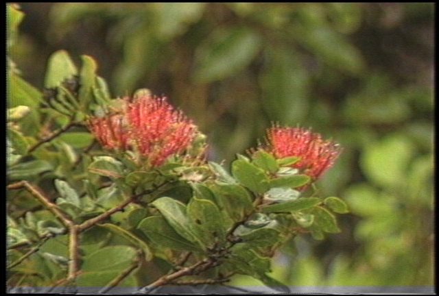 Living Jewels – The Rare Plants of Hawaiʻi