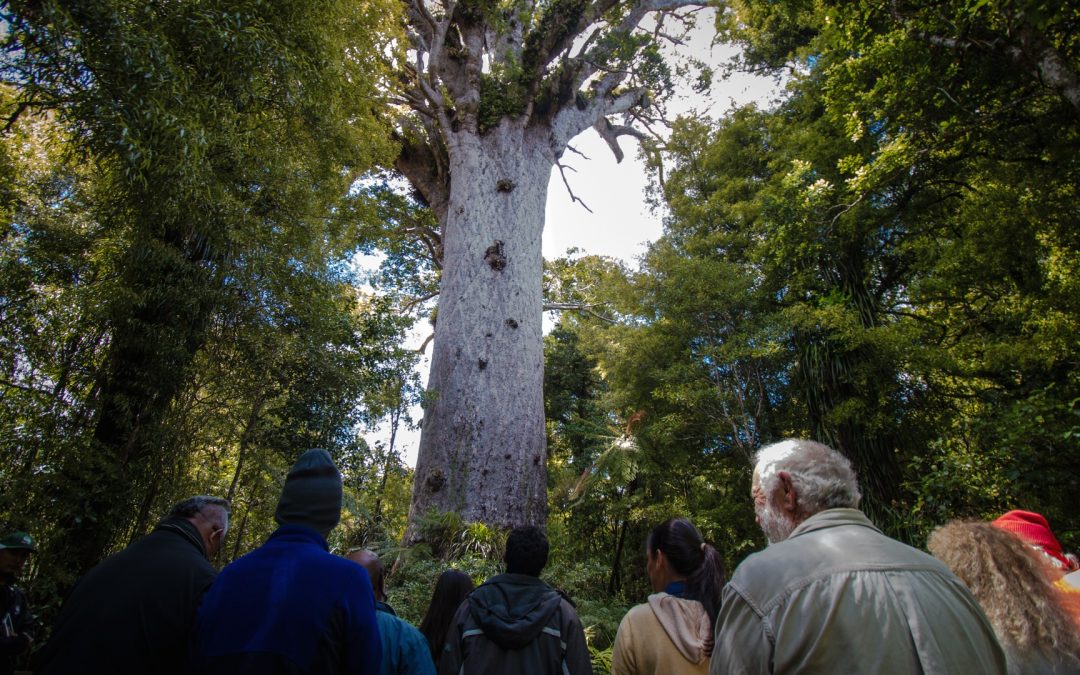 Hokianga: Māori Roots