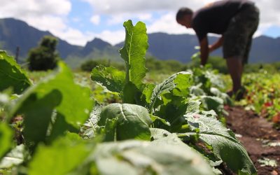 Mahiʻai Match-Up: Calling All Farmers