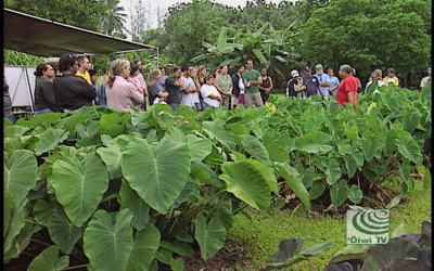 Mālama Hāloa – Protecting the Taro