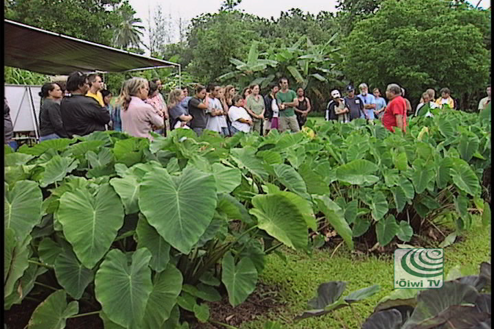 Mālama Hāloa – Protecting the Taro