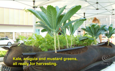 Hawaiʻi’s First Urban Rooftop Farm