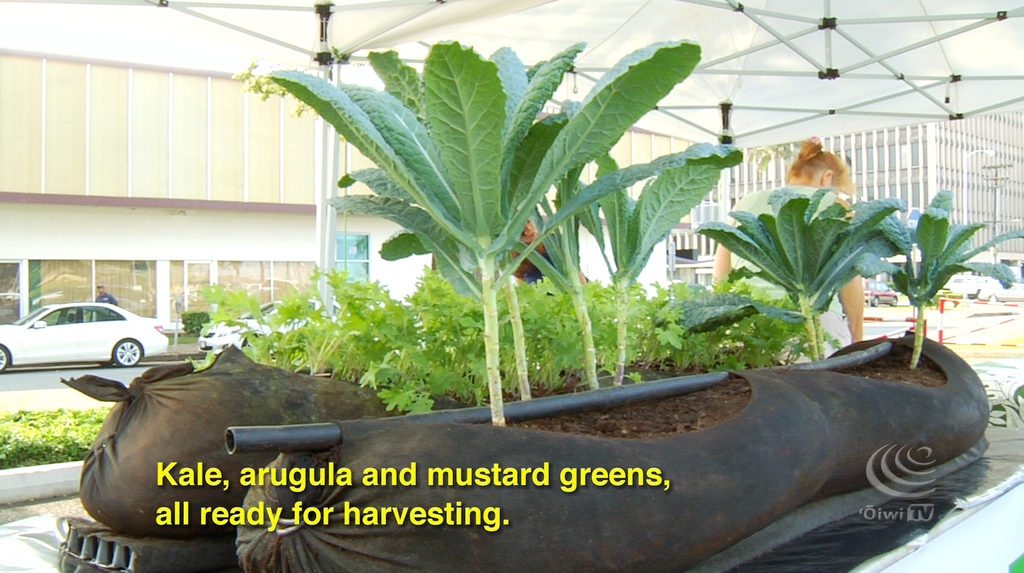 Hawaiʻi’s First Urban Rooftop Farm