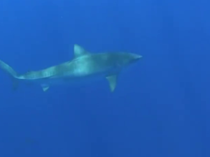 Huakaʻi Papahānaumokuākea 2012: Shark Tagging