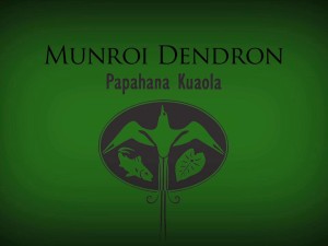 Munroi Dendron – Kuʻu