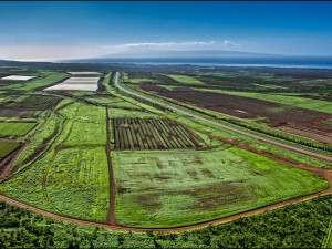 Maui Supports GMO Moratorium